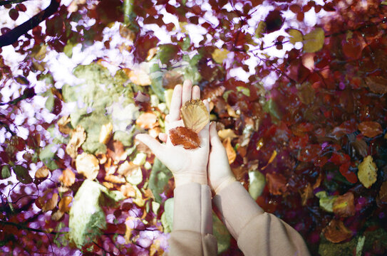 Autum leaf on a hand
