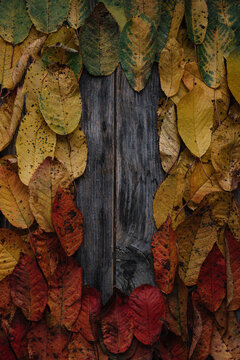 Leaves Background
