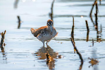 Green sandpiper or Tringa ochropus walks on lake