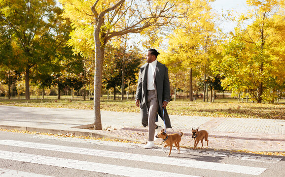 Ethnic man with dogs crossing road