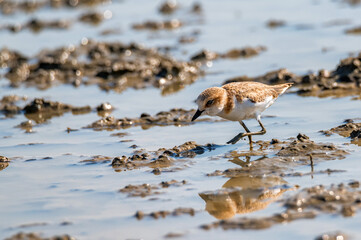 Close up of Kentish Plover or Charadrius alexandrinus in waterplace