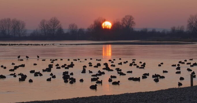 Mallard and the coot on the frozen Soderica lake on the evening, Croatia