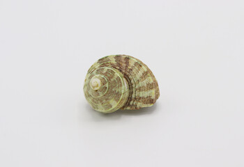 Sea shell isolated on a white background, Seashell on white background