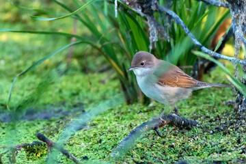 Lesser whitethroat or Sylvia curruca in the nature