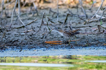 Close up of a little crake or Zapornia parva runnning in reed