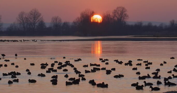 Mallard and the coot on the frozen Soderica lake on the evening, Croatia