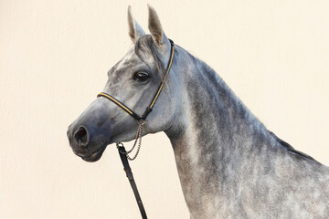 Portrait of a splendid purebred Arabian stallion against a light background