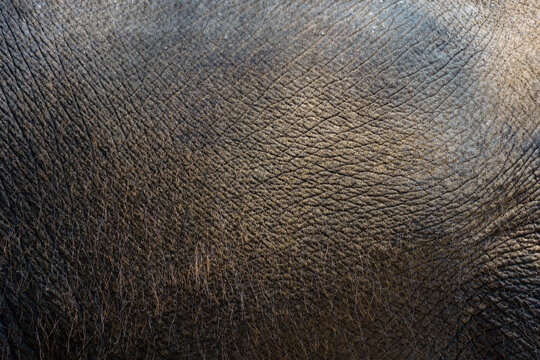 Close up of Elephant skin texture abstract background.