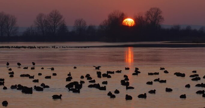 Mallard and the coot on the frozen Soderica lake on the evening, Croatia