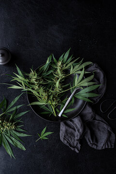 Cutting fresh cannabis plants
