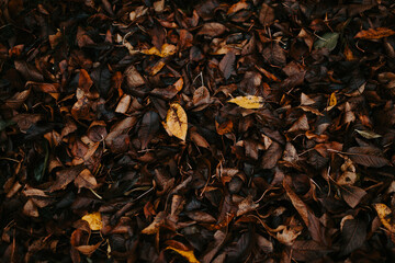 Brown and yellow leafs