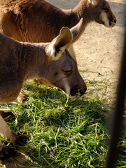 カンガルー