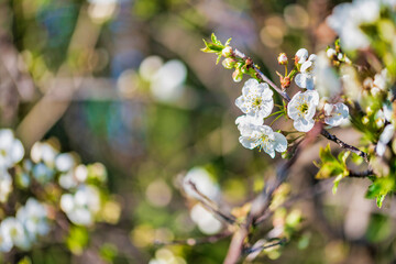 Spring. Explosion of life in the nature and in the ancient villages.