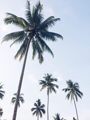 Fototapeta na wymiar coconut tree and blue sky