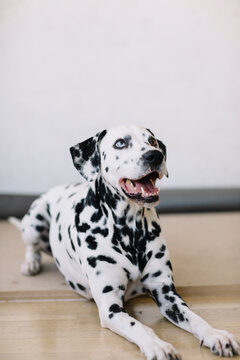 Portrait of a Dalmatian dog