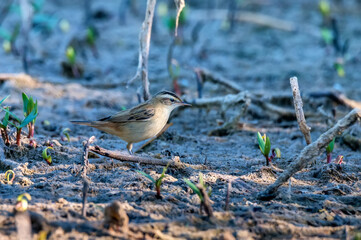 Close up of sedge warbler or Acrocephalus schoenobaenus in the swamp
