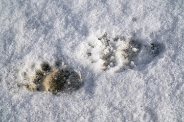fresh badger, mele mele, tracks on the snow
