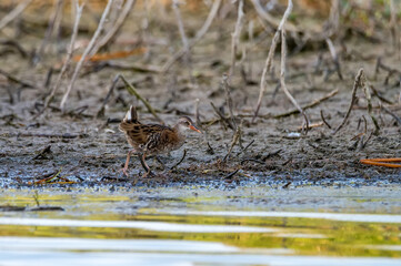 Close up of water rail or Rallus aquaticus in summer swamp