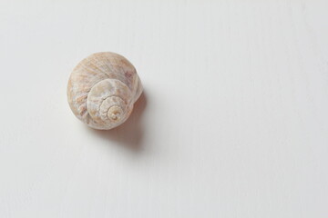 Helle einzelne Muschel auf einem weißen Untergrund