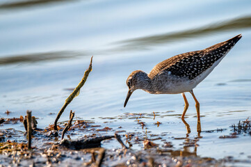 Wood sandpiper or Tringa glareola walks on lake
