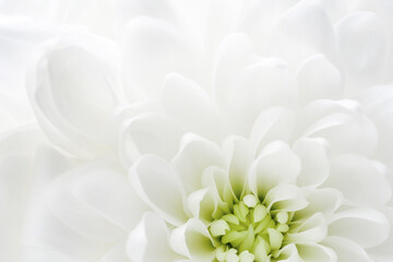 Macro of white chrysanthemum flower. Romantic delicate flower petals.