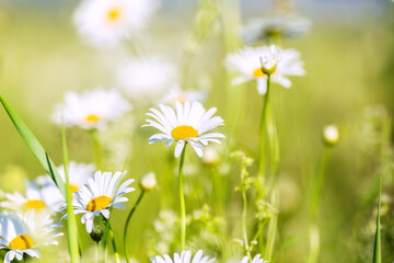 White daisies with yellow middle on the field on a sunny day.