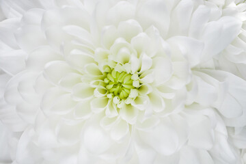 Macro of white chrysanthemum flower. Romantic delicate flower petals.