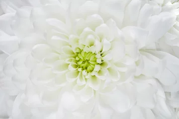 Poster Macro of white chrysanthemum flower. Romantic delicate flower petals. © asadykov