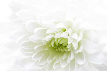 Macro of white chrysanthemum flower. Template for bridal or baptism invitation card.