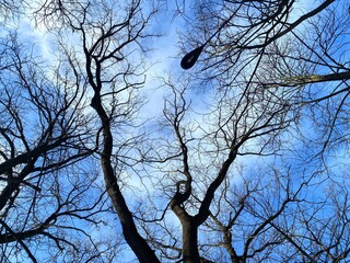 trees and sky. Leafless tree branches in from of vivid blue sky