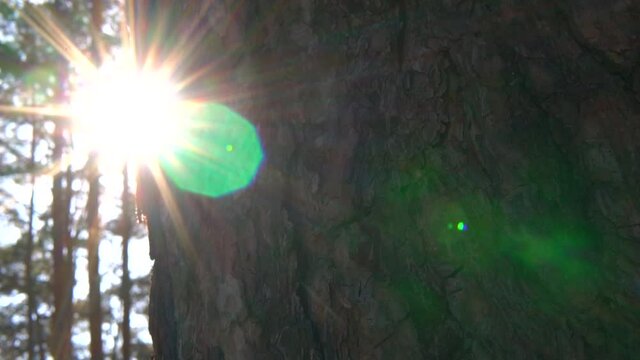 Pine tree reveal sky and sun beams bursting through coniferous forest. Pan and tilt in the backlight forest, bright and sunny day, slow motion close up with flares.