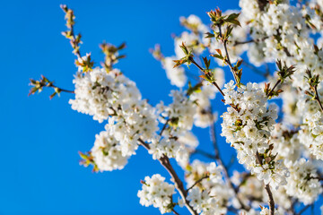 Spring. Explosion of life in the nature and in the ancient villages.