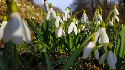 white spring flowers