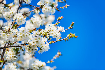 Spring. Explosion of life in the nature and in the ancient villages.