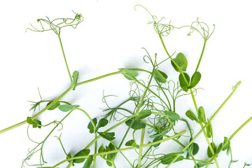 bunch of freshly cut green pea sprouts micro greens