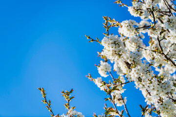 Spring. Explosion of life in the nature and in the ancient villages.