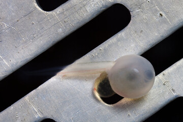 Trout Roe in Fish Hatchery
