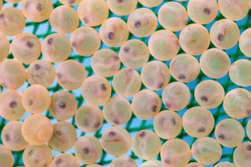 Trout Roe in Fish Hatchery