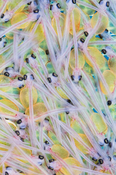 Juvenile Trout in Fish Hatchery