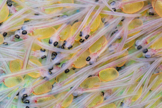 Juvenile Trout in Fish Hatchery