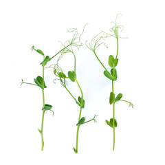Fototapeta na wymiar pea sprouts with tendrils lying flat