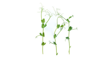 pea sprouts with tendrils lying flat