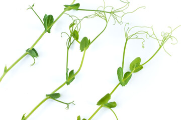pea sprouts with tendrils lying flat