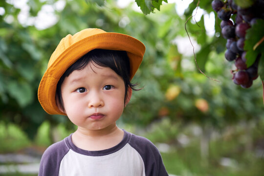 Cute Asian little boy picking grapes in the vineyard on the farm