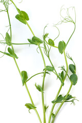 pea sprouts with tendrils lying flat