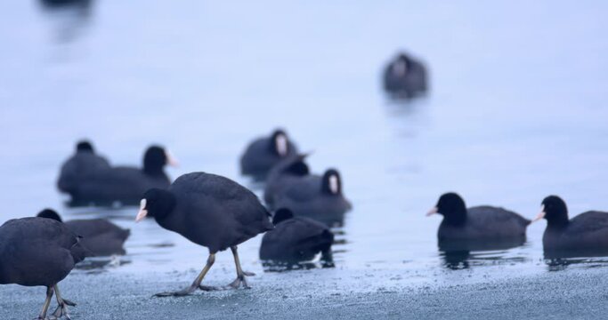 The Eurasian coot on a frozen lake, Soderica, Croatia