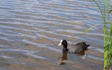 Eurasian coot, or common coot, or Australian coot (Lat. Fulica atra) of Rallidae family swimming among reeds. Adult aquatic bird. Black red-eyed waterbird.