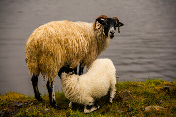 Spring landscape and sheeps in the lands of Ireland