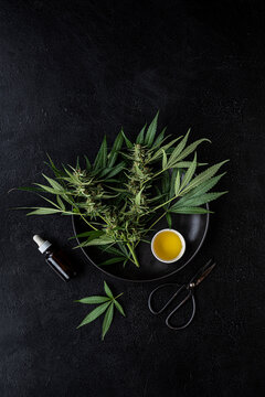 Cannabis oil + Fresh plants
