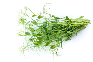 bunch of freshly cut green pea sprouts micro greens